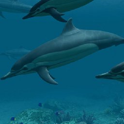 3PlaneSoft Dolphins 3D Screensaver 11% OFF Discount