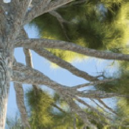 The3dGarden Mediterranean Pine Trees Collection Vol. 10% OFF Discount